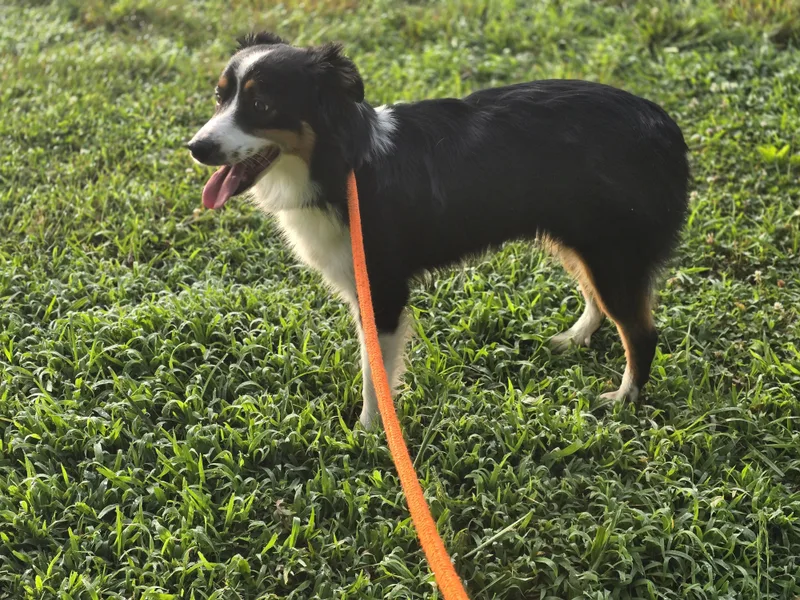 An adult small-sized female Tricolor (Brown, Black, & White) Australian Shepherd dog named Abby for adoption in Maynardville, TN