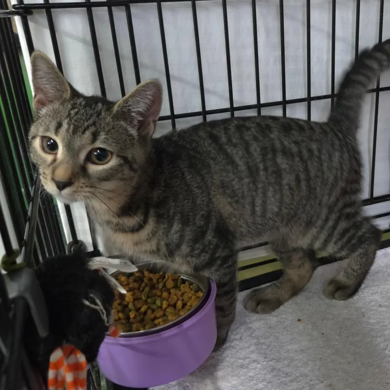 A baby small-sized male Brown / Chocolate Domestic Short Hair cat named Mushi for adoption in Jessup, MD
