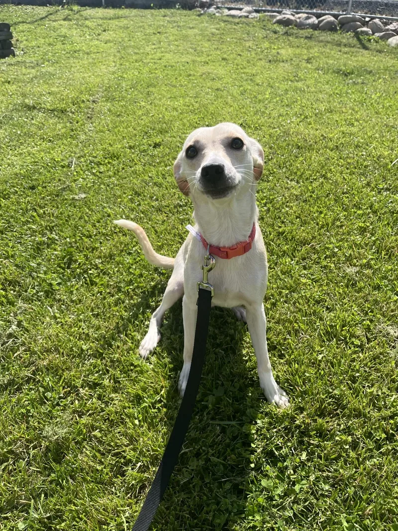 An adult small-sized female Mixed Breed dog named Sweet Dee for adoption in Altoona, PA