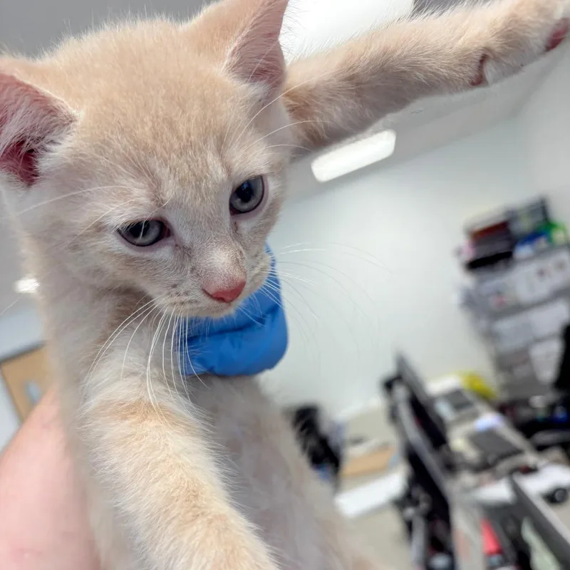 A baby small-sized male Buff / Tan / Fawn Domestic Short Hair cat named Honeycomb for adoption in Philadelphia, PA