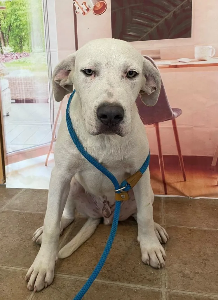 A baby large-sized male Labrador Retriever dog named Ricky for adoption in Mountain Home, AR