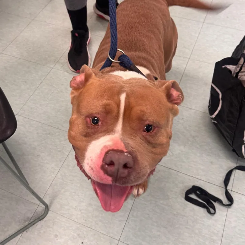 An adult large-sized male Brown / Chocolate Pit Bull Terrier dog named Drexel for adoption in Philadelphia, PA