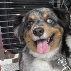 Otis
