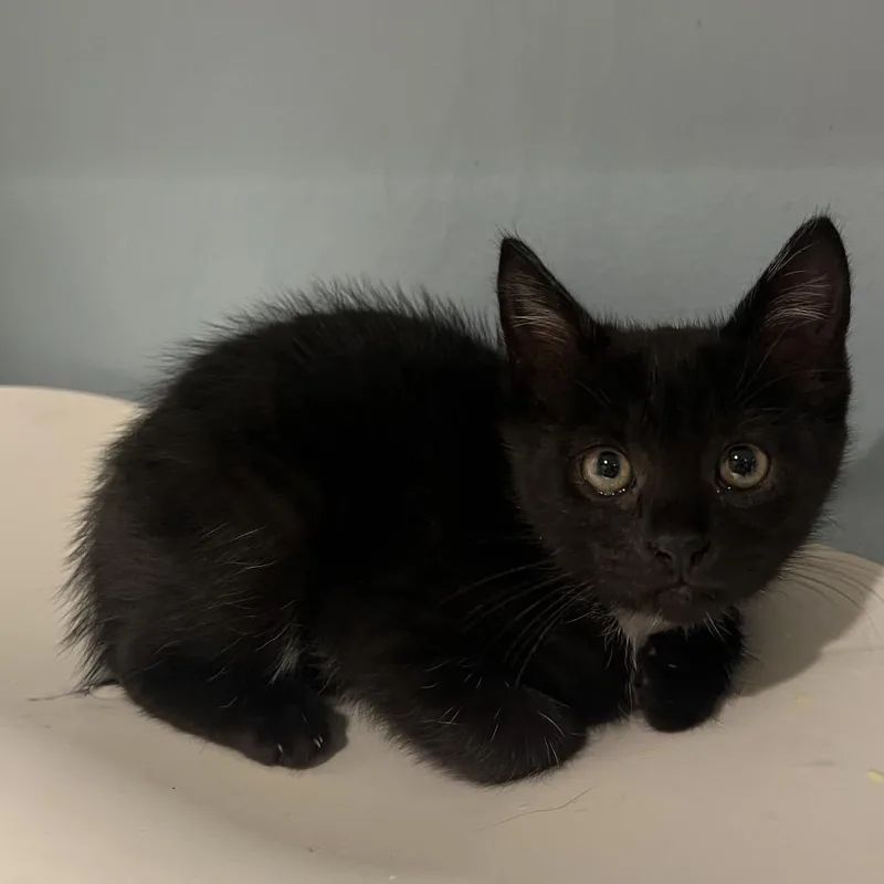 A baby small-sized female Domestic Short Hair cat named Norma for adoption in Chattanooga, TN
