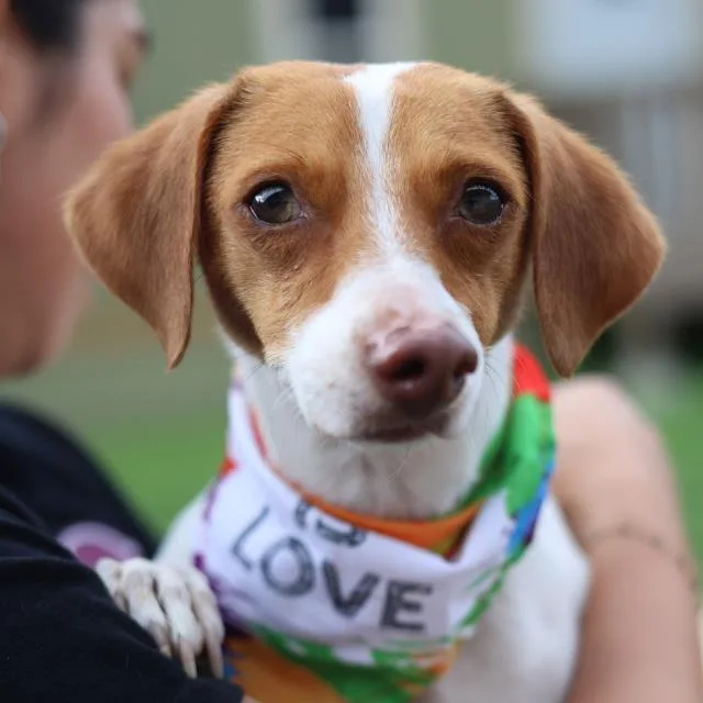 An adult medium-sized female Dachshund dog named Pebbles for adoption in San Antonio, TX