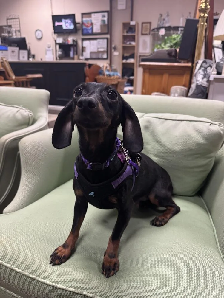 Violet Bridgerton thumbnail 2