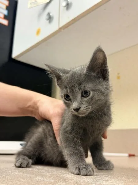 A baby small-sized female Domestic Short Hair cat named Frida Kahlo for adoption in Salisbury, MD