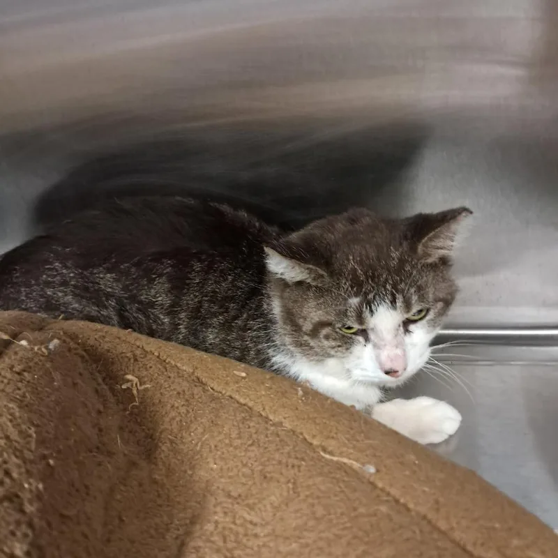 An adult medium-sized male Brown / Chocolate Domestic Short Hair cat named Spock for adoption in East Smithfield , PA