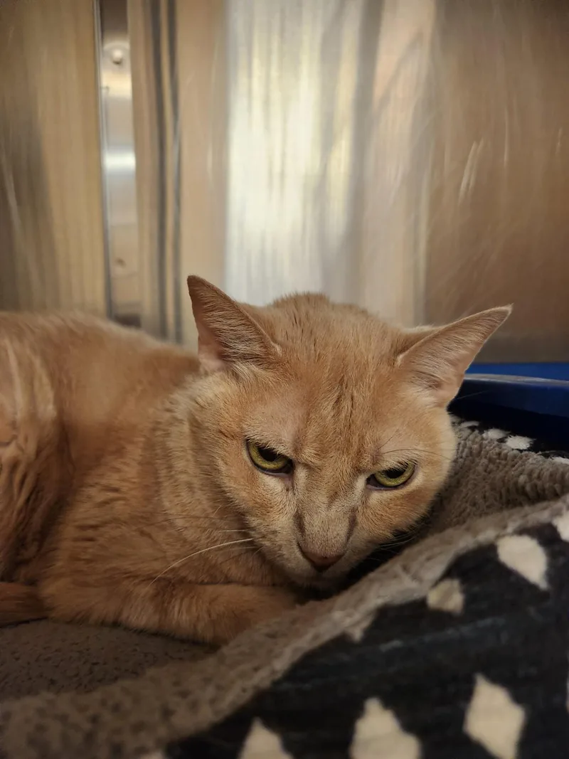 A senior medium-sized female Domestic Short Hair cat named Cruella for adoption in Truth or Consequences , NM