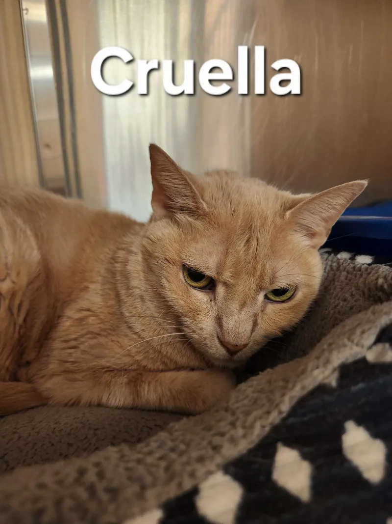 Cruella thumbnail 3