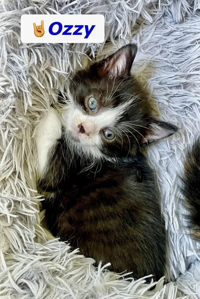 A baby medium-sized male Domestic Medium Hair cat named Ozzy for adoption in Reston, VA