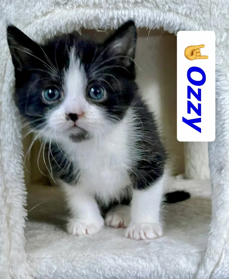 Ozzy thumbnail 2