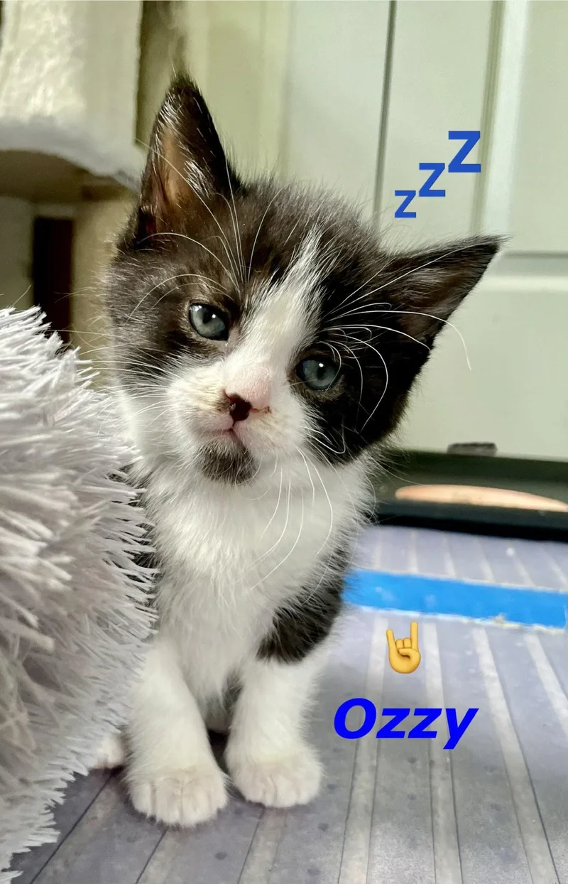 Ozzy thumbnail 3