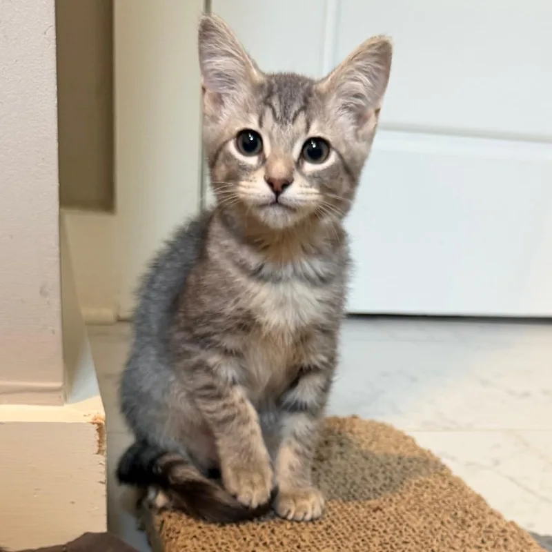 A baby small-sized female Gray / Blue / Silver Domestic Short Hair cat named Paisley for adoption in Huntsville, AL
