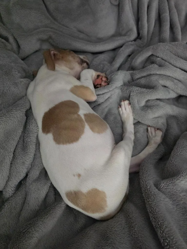 A baby medium-sized male Pit Bull Terrier dog named Chester "Chetther for adoption in Waynesville, GA