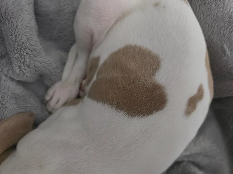 Chester "Chetther thumbnail 4