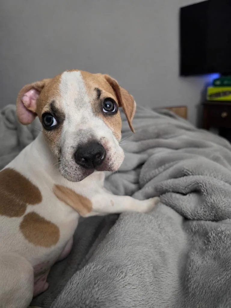 Chester "Chetther thumbnail 5