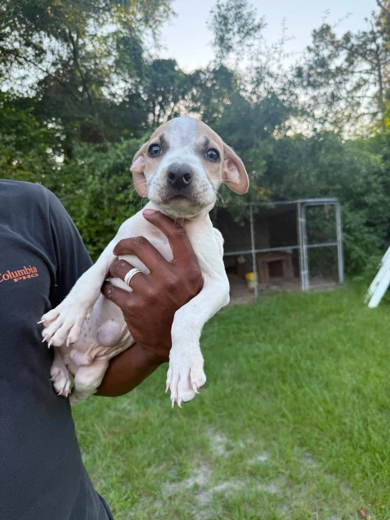 Chester "Chetther thumbnail 6