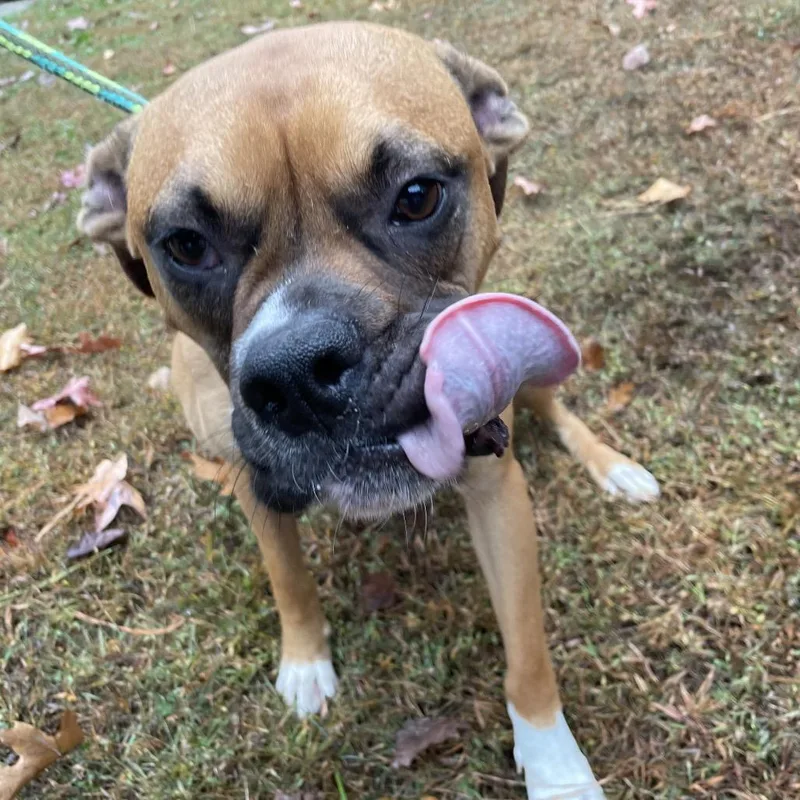 An adult medium-sized male Yellow / Tan / Blond / Fawn Boxer dog named Davies for adoption in Fredericksburg, VA