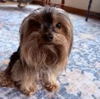 An adult small-sized female Yorkshire Terrier dog named Fiddlesticks for adoption in Midlothian, VA