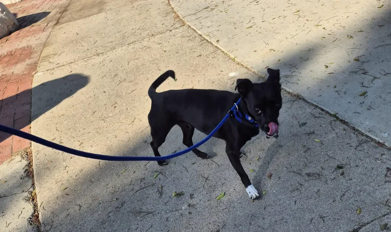 Southpaw!! thumbnail 3