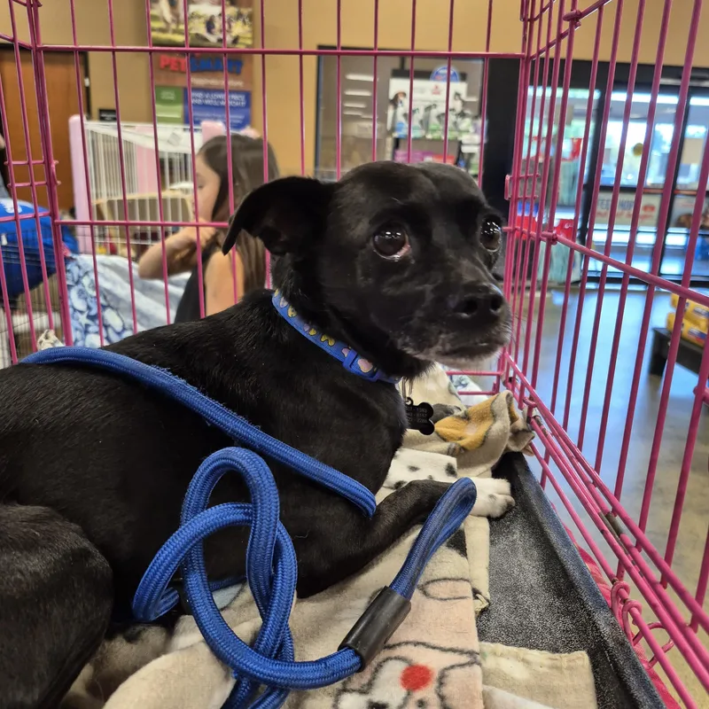 Southpaw!! thumbnail 4