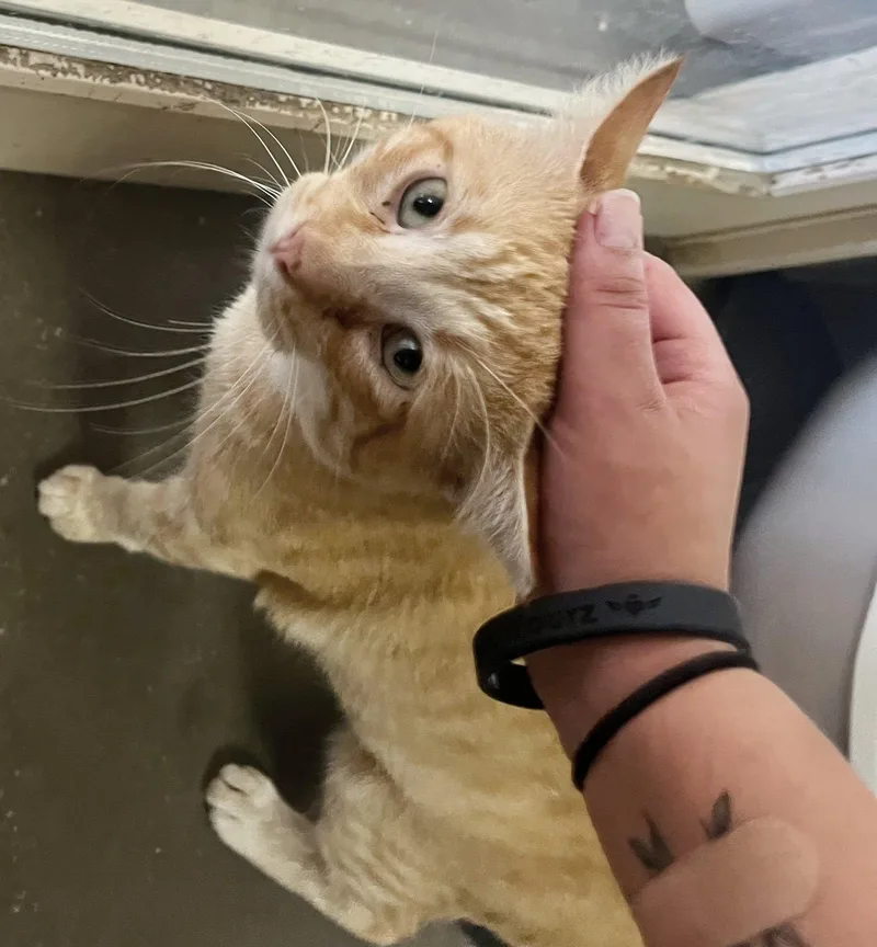 A young medium-sized male Orange / Red Tabby cat named Tiny for adoption in Leavenworth, KS