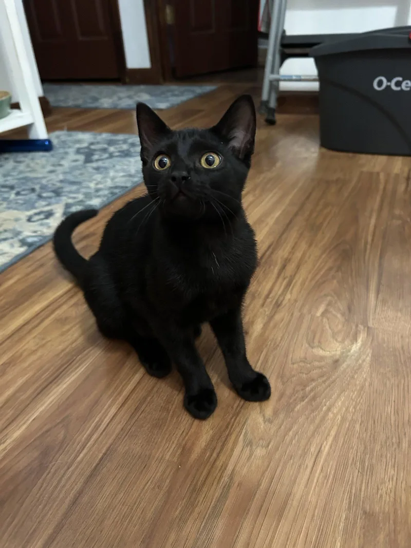 A young medium-sized female Domestic Short Hair cat named Cobwebkk for adoption in White Bluff, TN