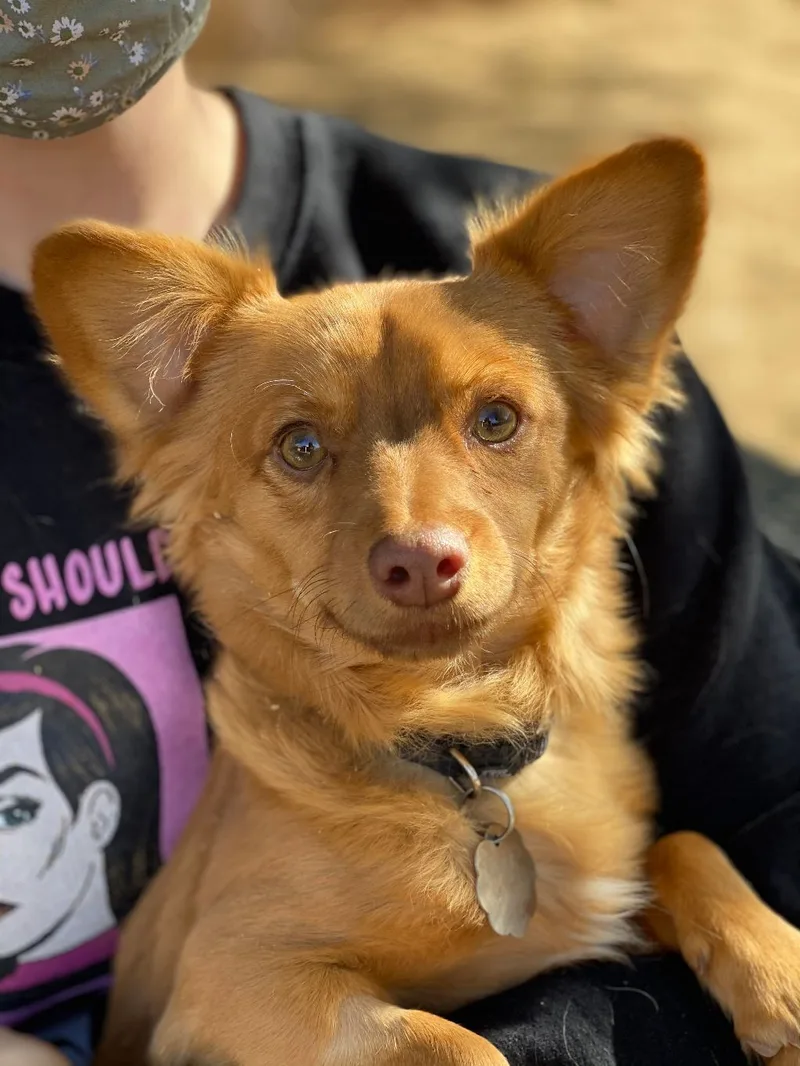 A young small-sized male Golden Papillon dog named Henry for adoption in Phoenix, AZ