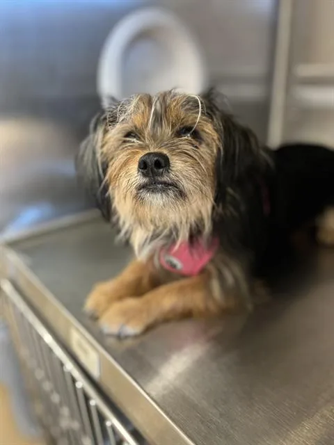 A young small-sized female Yorkshire Terrier dog named Gwen for adoption in Chula Vista, CA