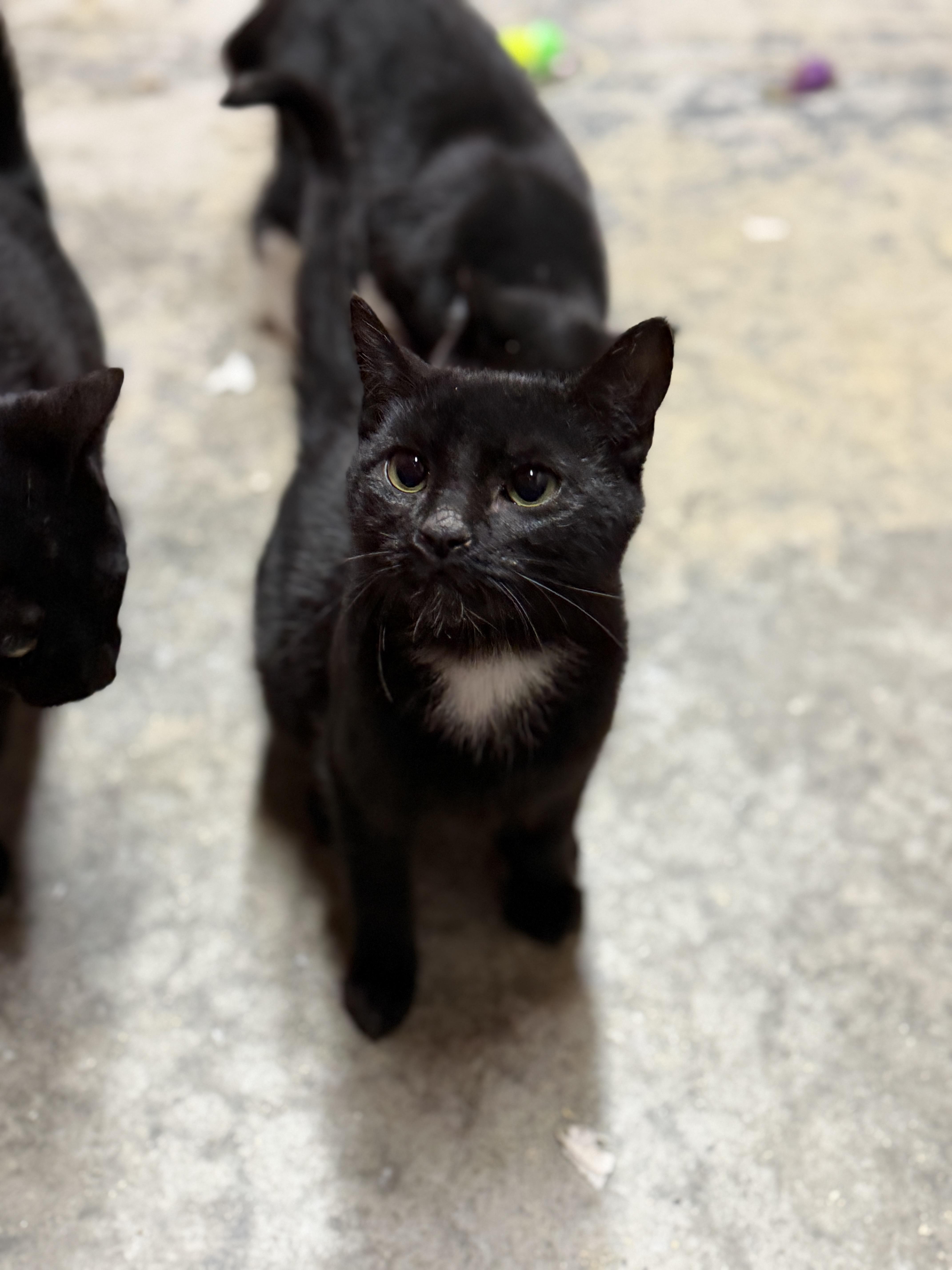 A young medium-sized male Black Domestic Short Hair cat named Star for adoption in Elberton, GA