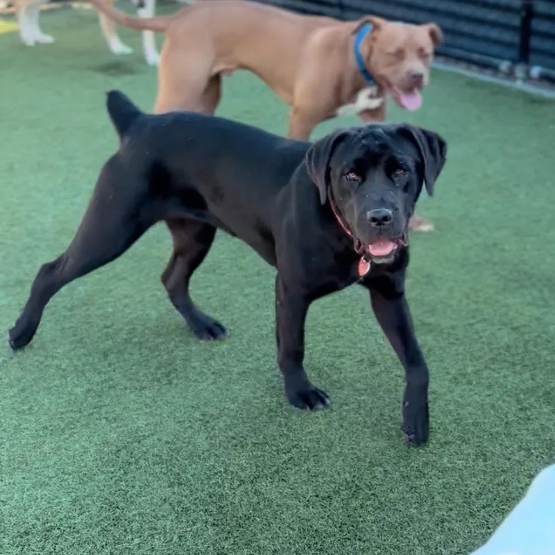 Juniper A thumbnail 2