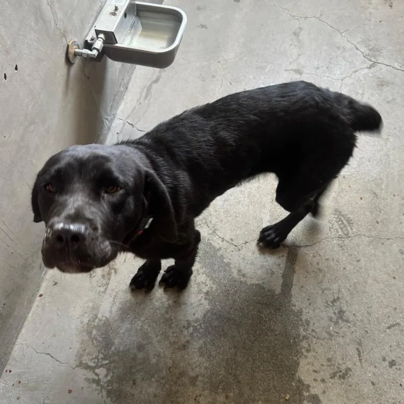 Juniper A thumbnail 4