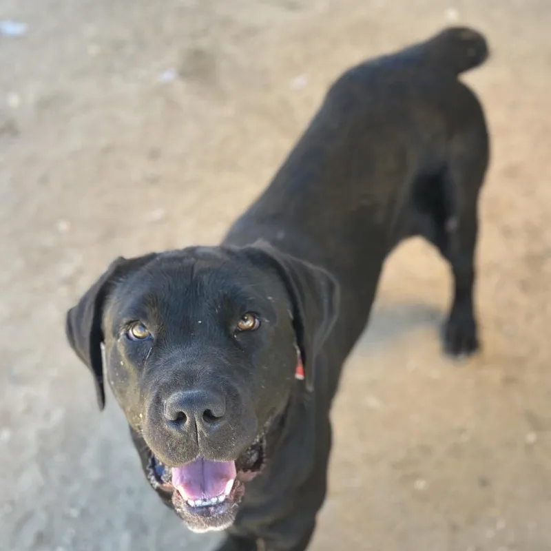 Juniper A thumbnail 5