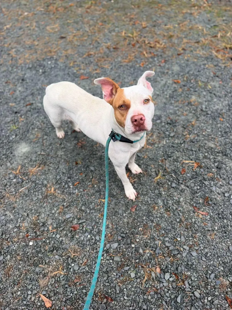 An adult medium-sized female Mixed Breed dog named Lonnie aka Roxy for adoption in Elizabethtown, NC