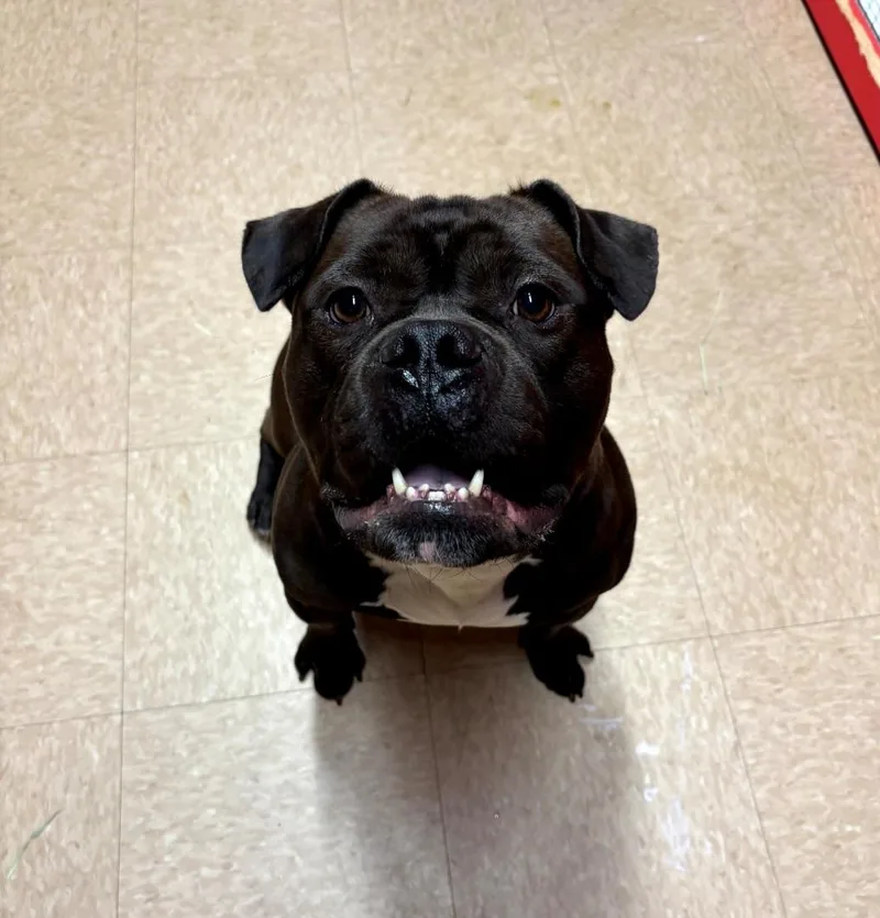 An adult medium-sized male Brown / Chocolate English Bulldog dog named Mauii for adoption in Pawtucket, RI