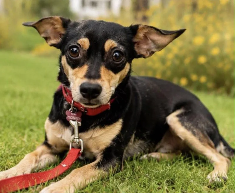 An adult small-sized female Chihuahua dog named Bella for adoption in Margate, FL