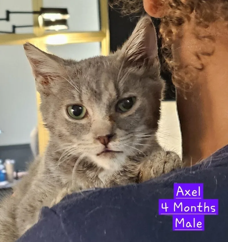 A baby medium-sized male Gray & White Domestic Short Hair cat named Axel for adoption in Manteca, CA