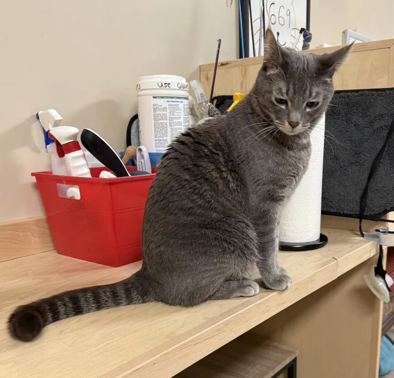 Shmoke Smoodle thumbnail 2