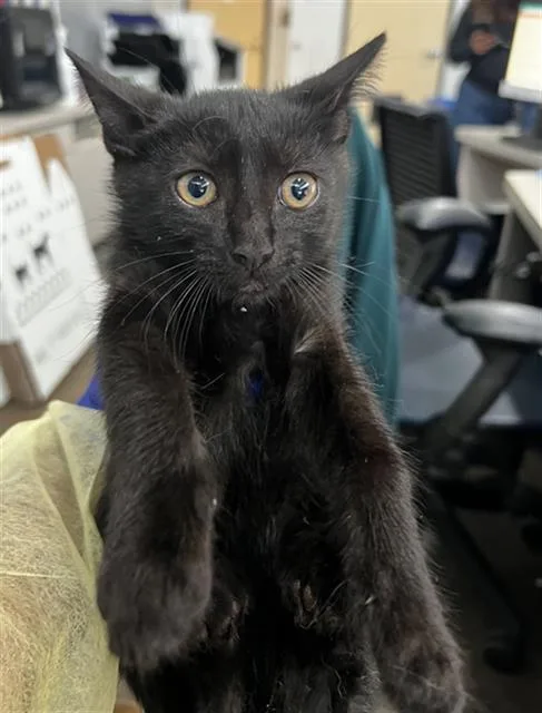 A baby medium-sized female Domestic Medium Hair cat named Daisy for adoption in Dallas, TX