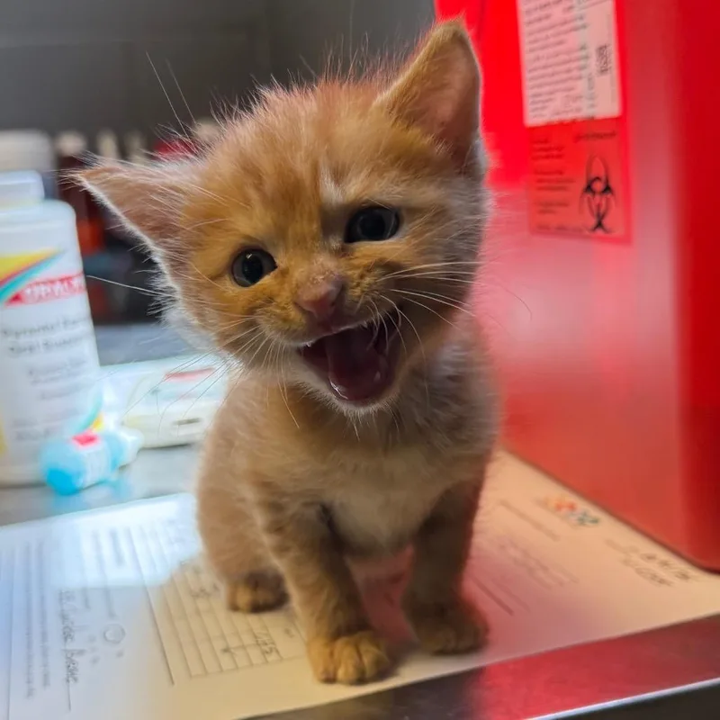 A baby small-sized male Orange / Red Domestic Short Hair cat named Duie for adoption in Tuscaloosa, AL