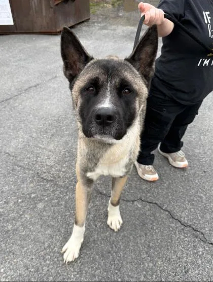 An adult large-sized male Akita dog named Boone for adoption in Clarks Summit, PA