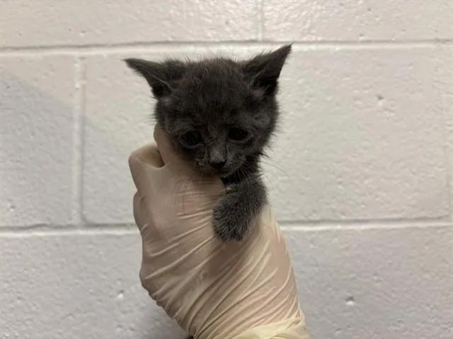 A baby small-sized female Domestic Short Hair cat named Meadow for adoption in Thousand Palms, CA