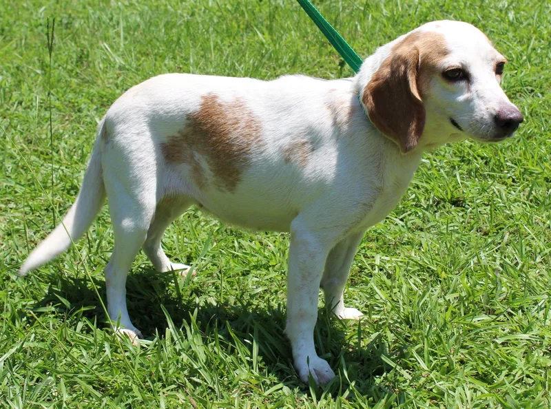 A senior small-sized female Beagle dog named Macy for adoption in Prattville, AL