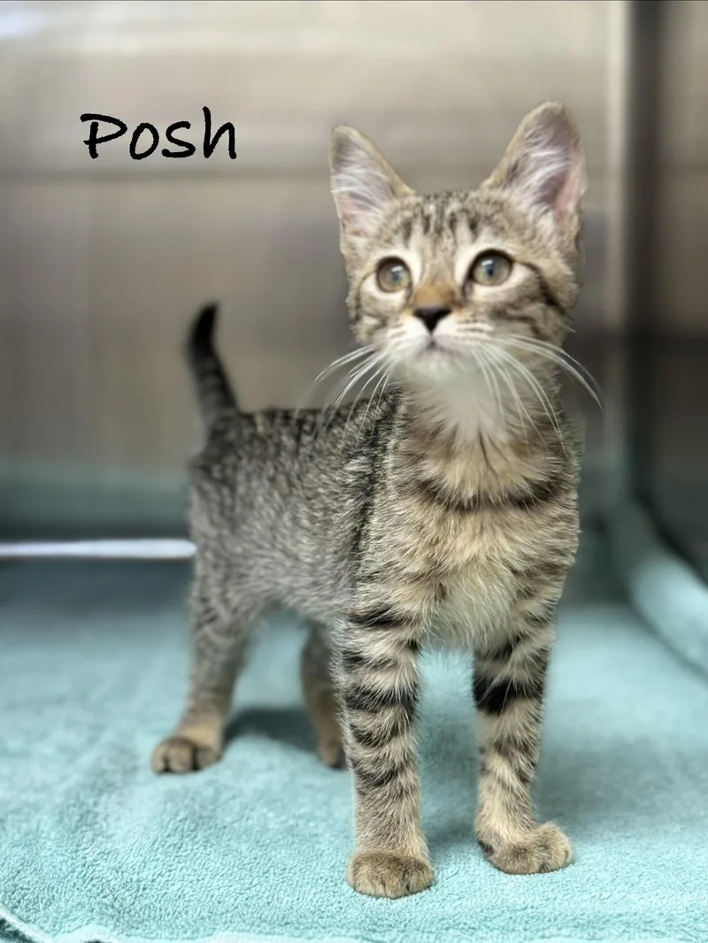 A baby medium-sized female Tabby (Brown / Chocolate) Domestic Short Hair cat named Posh for adoption in Pawleys Island, SC