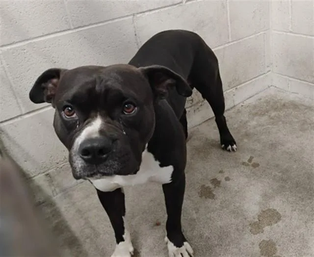 An adult large-sized male Pit Bull Terrier dog named Diamond for adoption in San Bernardino, CA