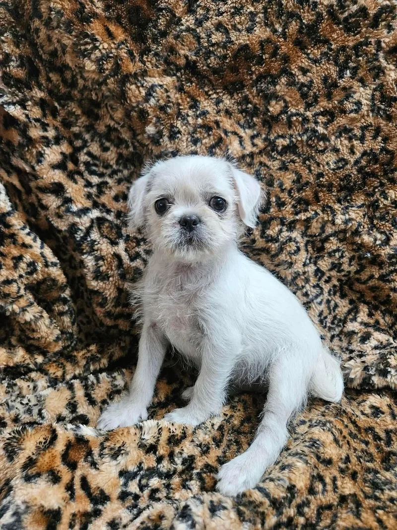 A baby small-sized female Pug dog named LaToya for adoption in El Centro, CA