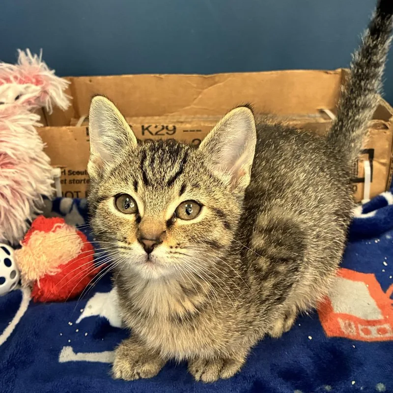 A baby small-sized male Brown / Chocolate Domestic Short Hair cat named Mayo for adoption in Tulsa, OK