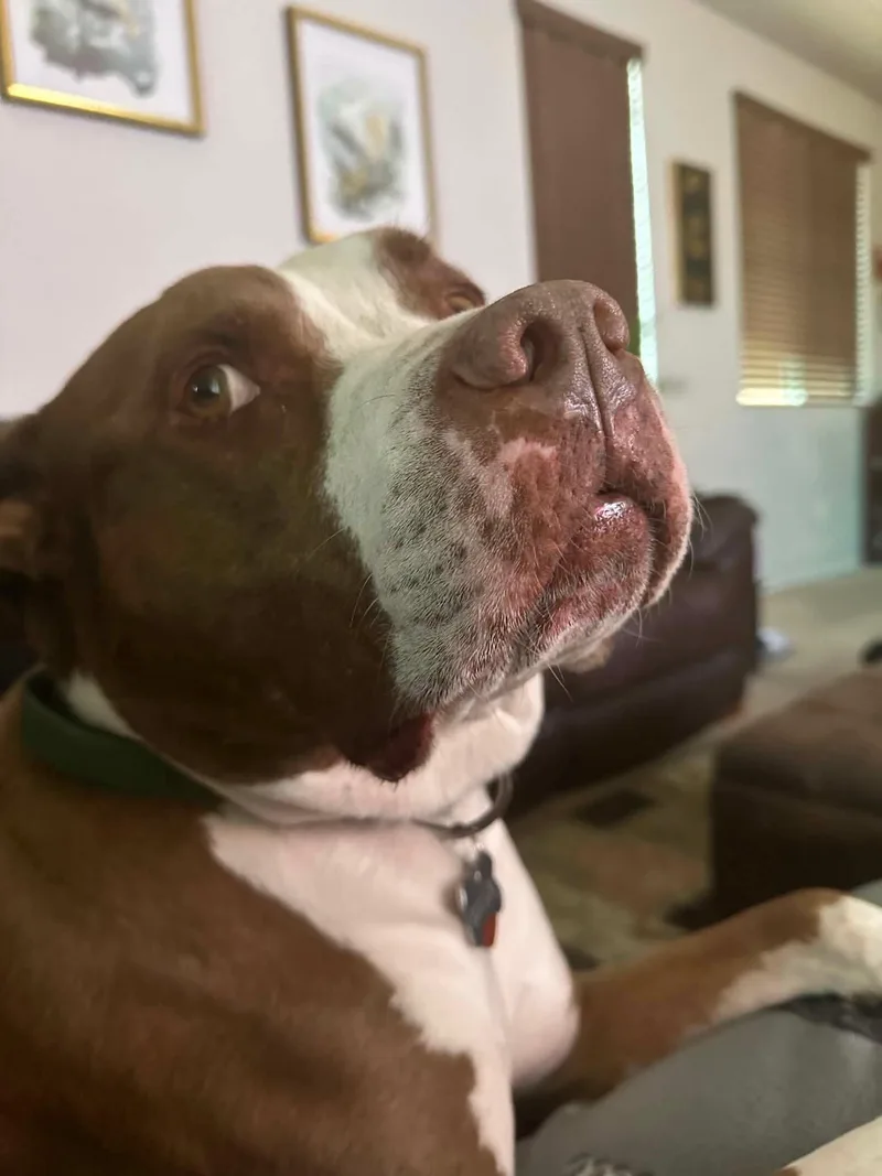 An adult large-sized male Pit Bull Terrier dog named Bear for adoption in Las Vegas, NV