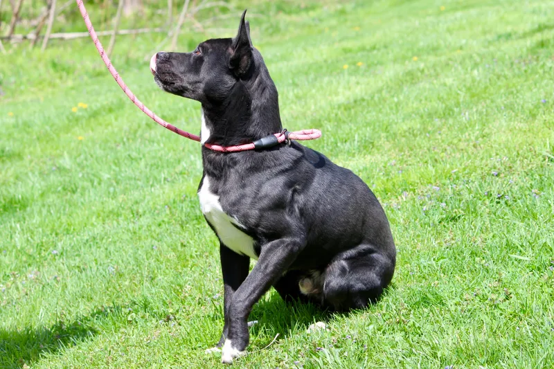 James Bond thumbnail 2